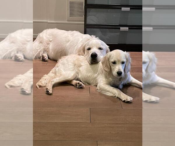 Medium Photo #8  Breeder Profile in Aylmer, Ontario, Canada