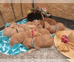 Small breeder photo