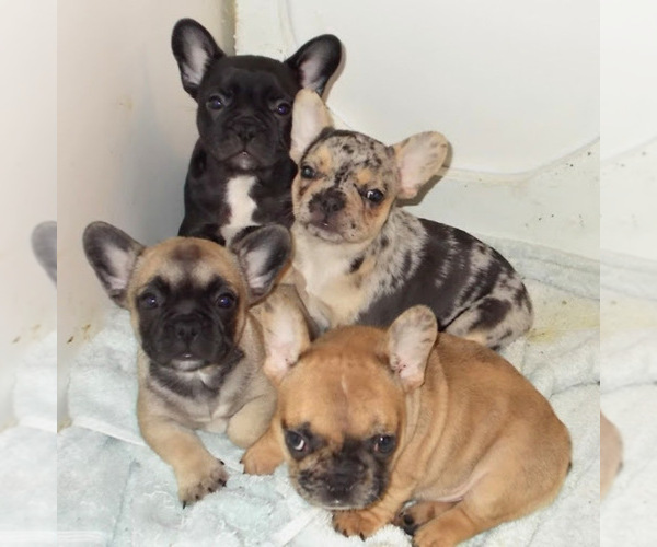 Medium Photo #1  Breeder Profile in MILLVILLE, MA, USA