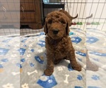 Small #14 Breeder Profile image