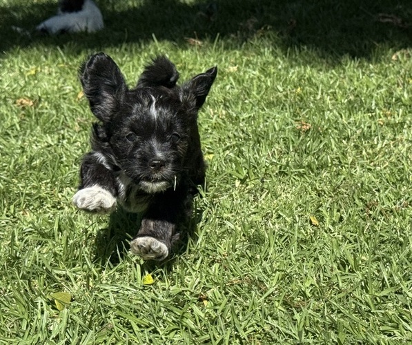 Medium Photo #5  Breeder Profile in BRISBANE, CA, USA