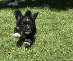 Small #4 Breeder Profile image