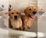 Small breeder photo