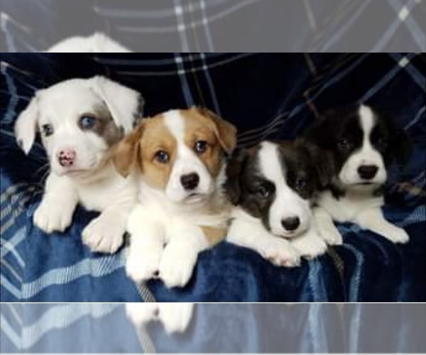Medium Photo #1  Breeder Profile in DITTMER, MO, USA