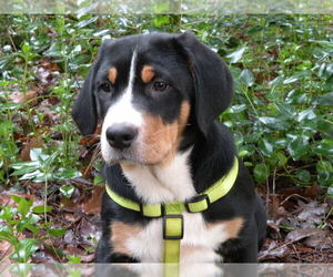 Greater Swiss Mountain Dog Dog Breeder in CORVALLIS,  USA