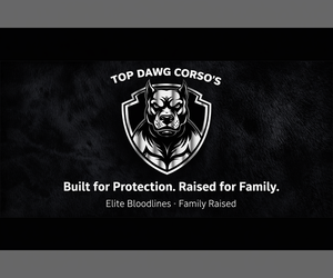 Cane Corso Dog Breeder near FONTANA, CA, USA