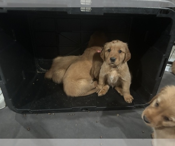 Medium Photo #28  Breeder Profile in CHINO VALLEY, AZ, USA