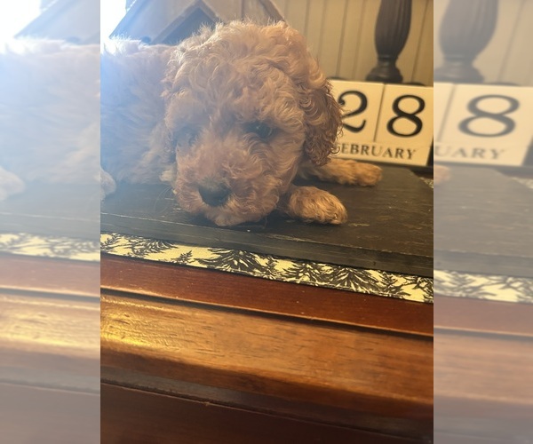 Medium Photo #1  Breeder Profile in ALBEMARLE, NC, USA