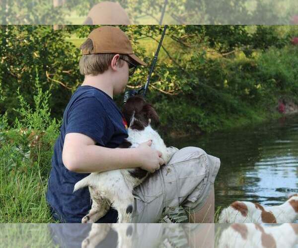 Medium Photo #162  Breeder Profile in HORTENSE, GA, USA