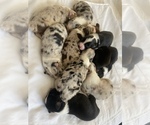 Small breeder photo