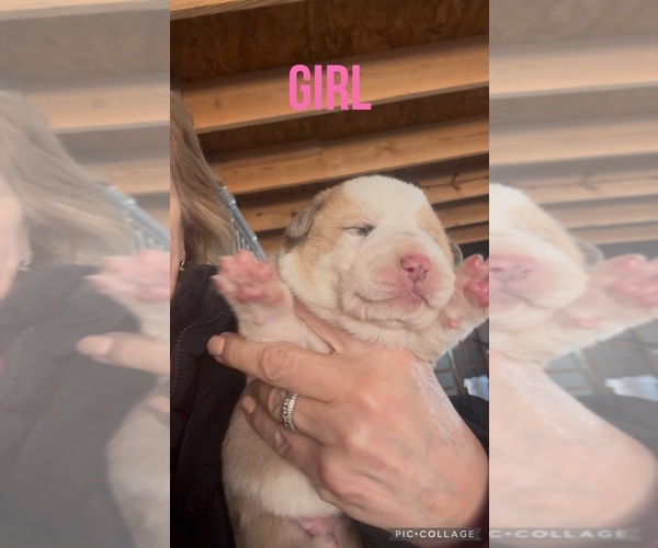 Medium Photo #6  Breeder Profile in OWINGSVILLE, KY, USA