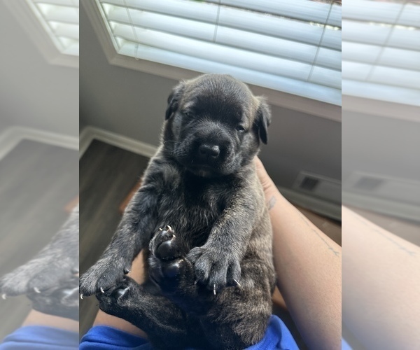 Medium Photo #6  Breeder Profile in WOODSTOCK, GA, USA