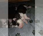 Small #38 Breeder Profile image