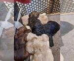 Small Photo #1  Breeder Profile in TREZEVANT, TN, USA