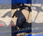 Small #3 Breeder Profile image