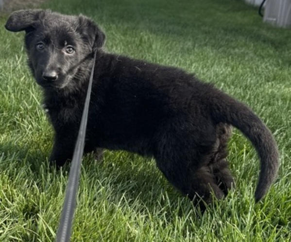 Medium Photo #1  Breeder Profile in LEWIS CENTER, OH, USA