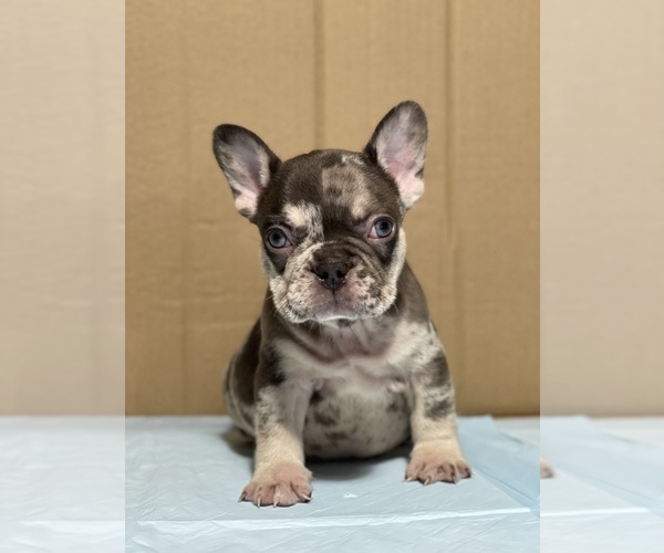 Medium Photo #1  Breeder Profile in SAN BERNARDINO, CA, USA