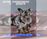 Small #18 Breeder Profile image