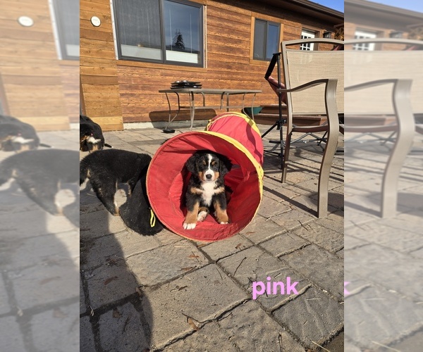 Medium Photo #3  Breeder Profile in SALMON, ID, USA