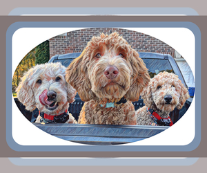 Goldendoodle Dog Breeder near GR BLANC, MI, USA