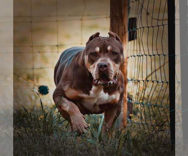 Medium Photo #1  Breeder Profile in CLEVELAND, GA, USA