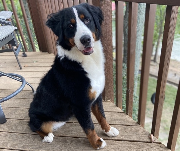 Medium Photo #1  Breeder Profile in TULSA, OK, USA