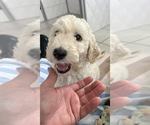 Small #4 Breeder Profile image