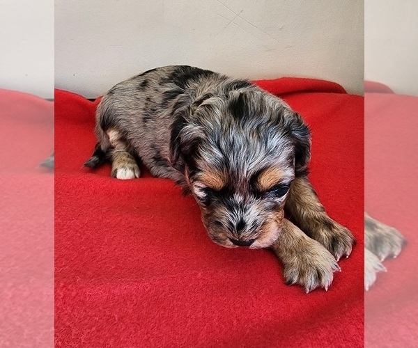 Medium Photo #2  Breeder Profile in HUNTSVILLE, AL, USA