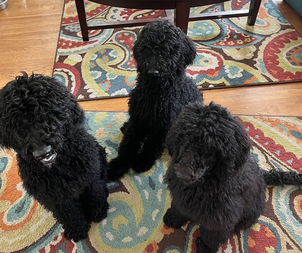 Medium Photo #1  Breeder Profile in WINFIELD, IL, USA