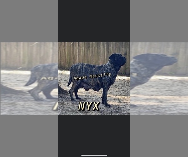 Medium Photo #13  Breeder Profile in MORRISTON, FL, USA