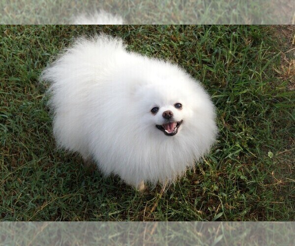 Medium Photo #1  Breeder Profile in DAWSONVILLE, GA, USA