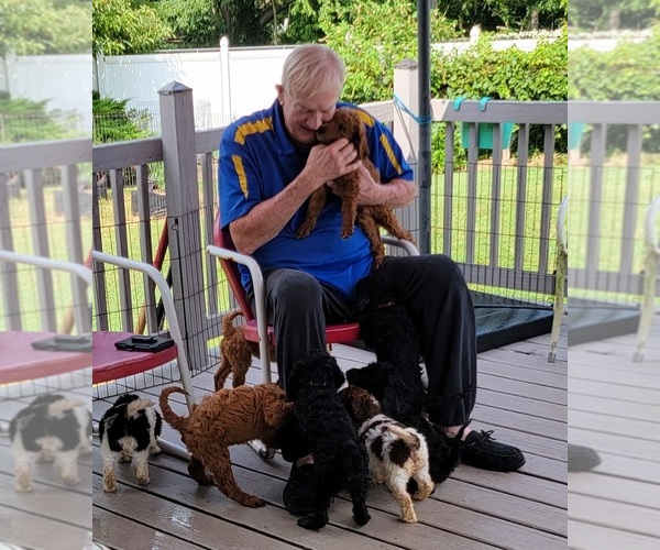 Medium Photo #1  Breeder Profile in BERLIN, MD, USA