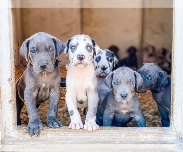 Medium Photo #1  Breeder Profile in EDMONTON, KY, USA