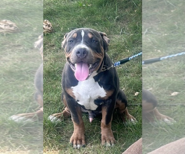 Medium Photo #3  Breeder Profile in TRENTON, NJ, USA
