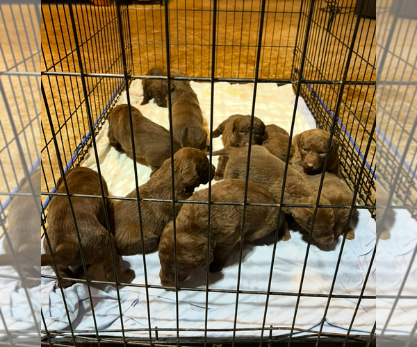 Medium Photo #8  Breeder Profile in FLOYD, VA, USA