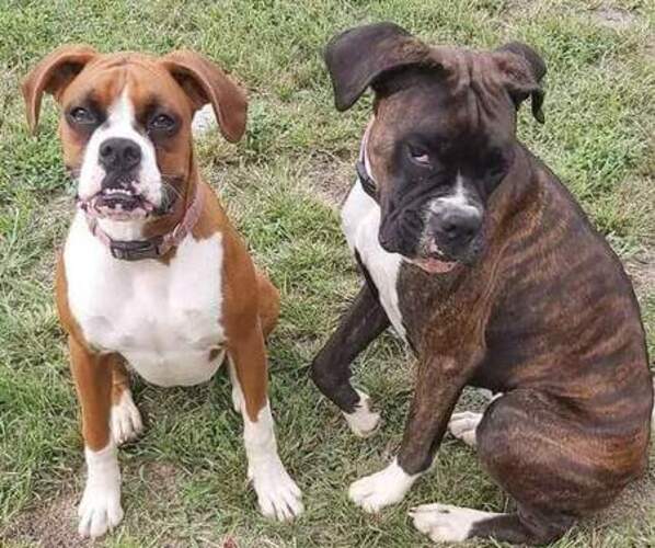 Medium Photo #1  Breeder Profile in LAUREL, DE, USA