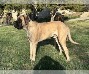 Mastiff Dog Breeder near OLATHE, KS, USA