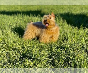 Schnauzer (Miniature) Dog Breeder near JACKSONVILLE, TX, USA