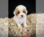 Small #1 Breeder Profile image