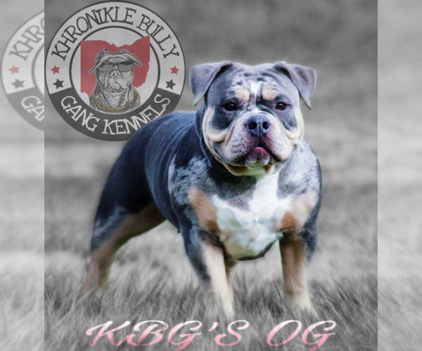 Medium Photo #1  Breeder Profile in CUYAHOGA FALLS, OH, USA