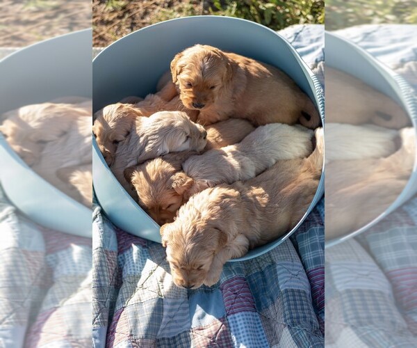 Medium Photo #2  Breeder Profile in BYERS, CO, USA
