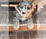 Small #4 Breeder Profile image