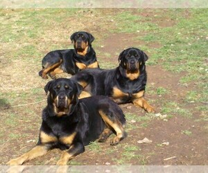 Rottweiler Dog Breeder near SHELBYVILLE, TN, USA