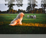 Small #12 Breeder Profile image