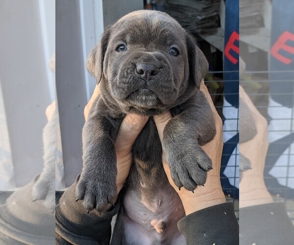 View Breeder Profile Cane Corso Dog Breeder near Maryland