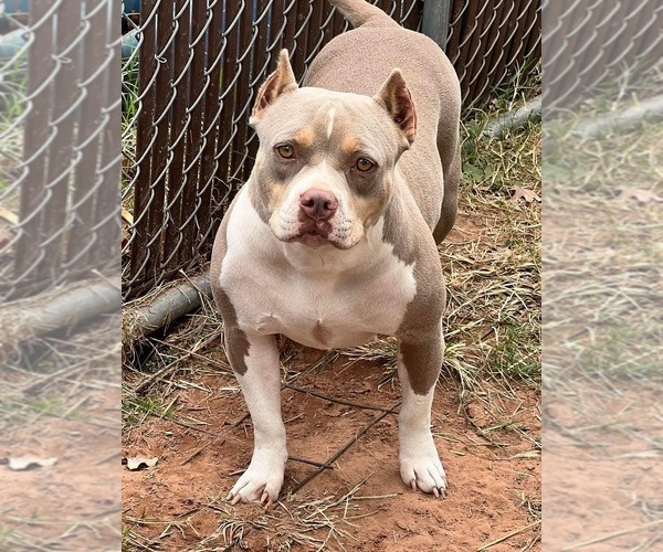 Medium Photo #12  Breeder Profile in HOWE, TX, USA