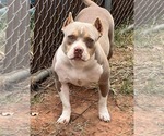 Small Photo #12  Breeder Profile in HOWE, TX, USA
