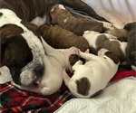 Small #22 Breeder Profile image
