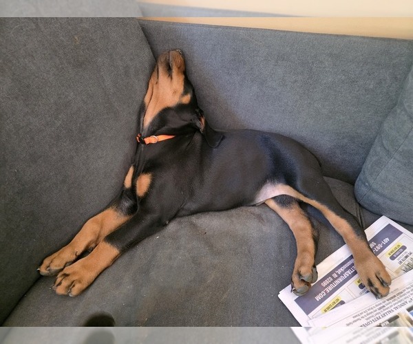Medium Photo #17  Breeder Profile in NORTH SMITHFIELD, RI, USA