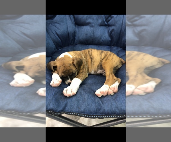 Medium Photo #1  Breeder Profile in AUGUSTA, KY, USA